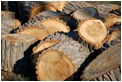 cutting-down-a-tree1