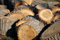 hardwood