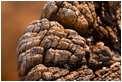 logs