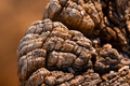 seasoned-logs