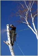 tree take down