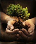 treeinhandsmall