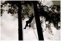 tree-surgeon