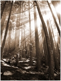 woodland